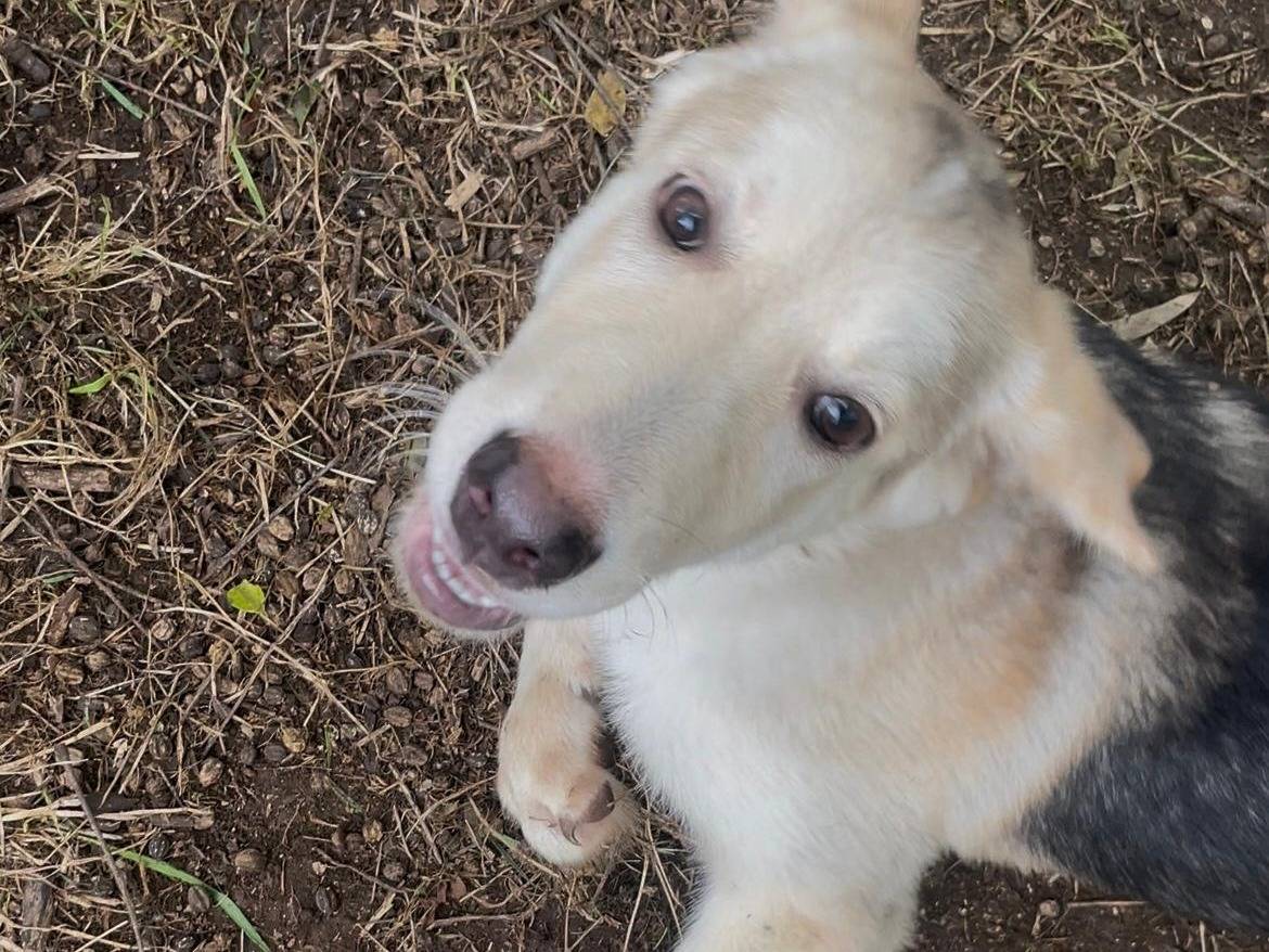 Adotta un cane, taglia media, femmina, Latina