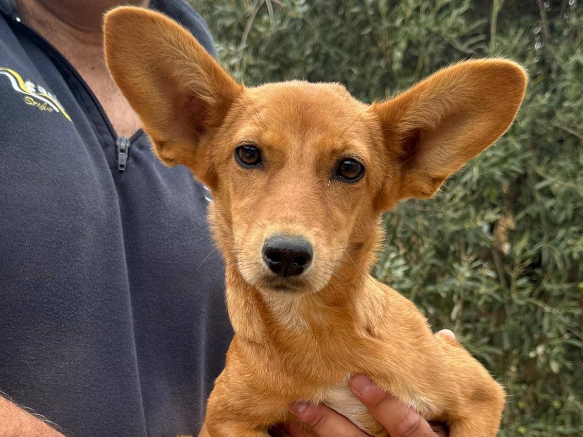 Adozione cane, femmina, Razza sconosciuta Razza sconosciuta, 4 mesi, taglia piccola, Siracusa