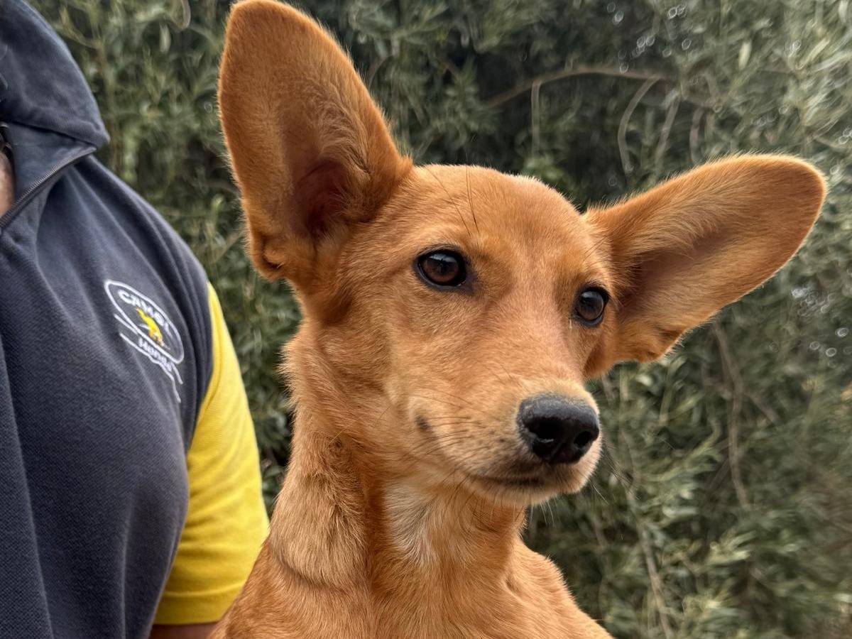 Adotta un cane, femmina, 4 mesi, Siracusa