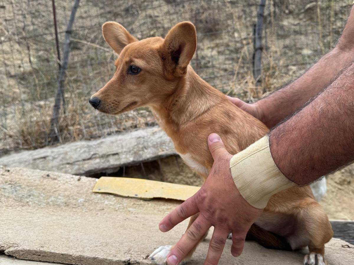 Adotta un cane, taglia piccola, femmina, Siracusa