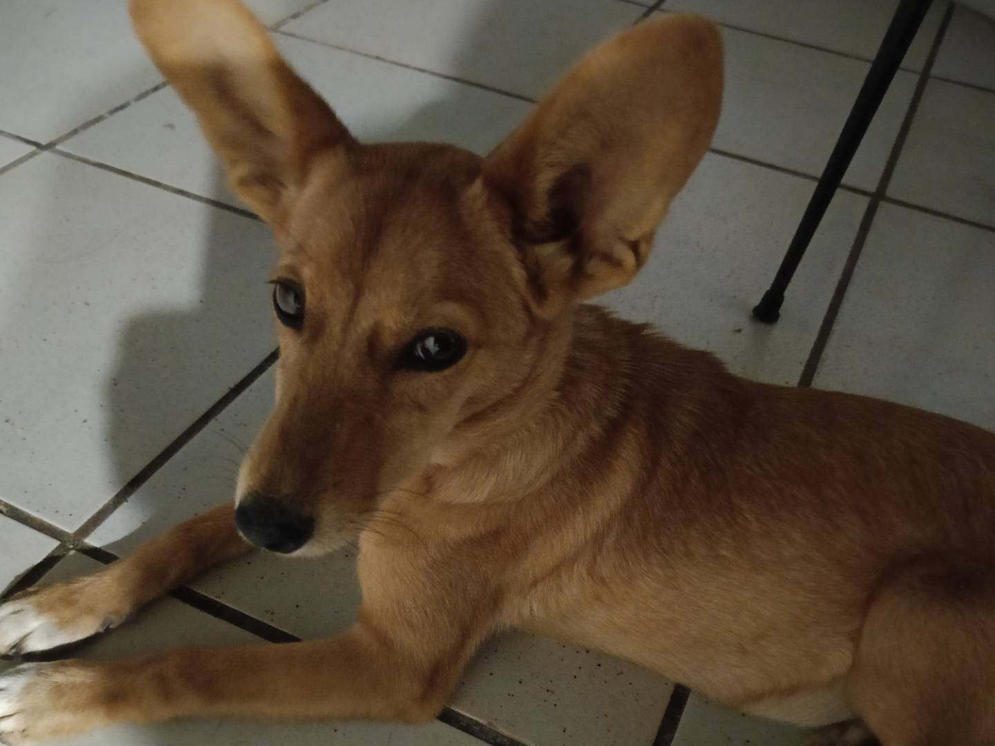 Vuoi adottare un cane a Siracusa?