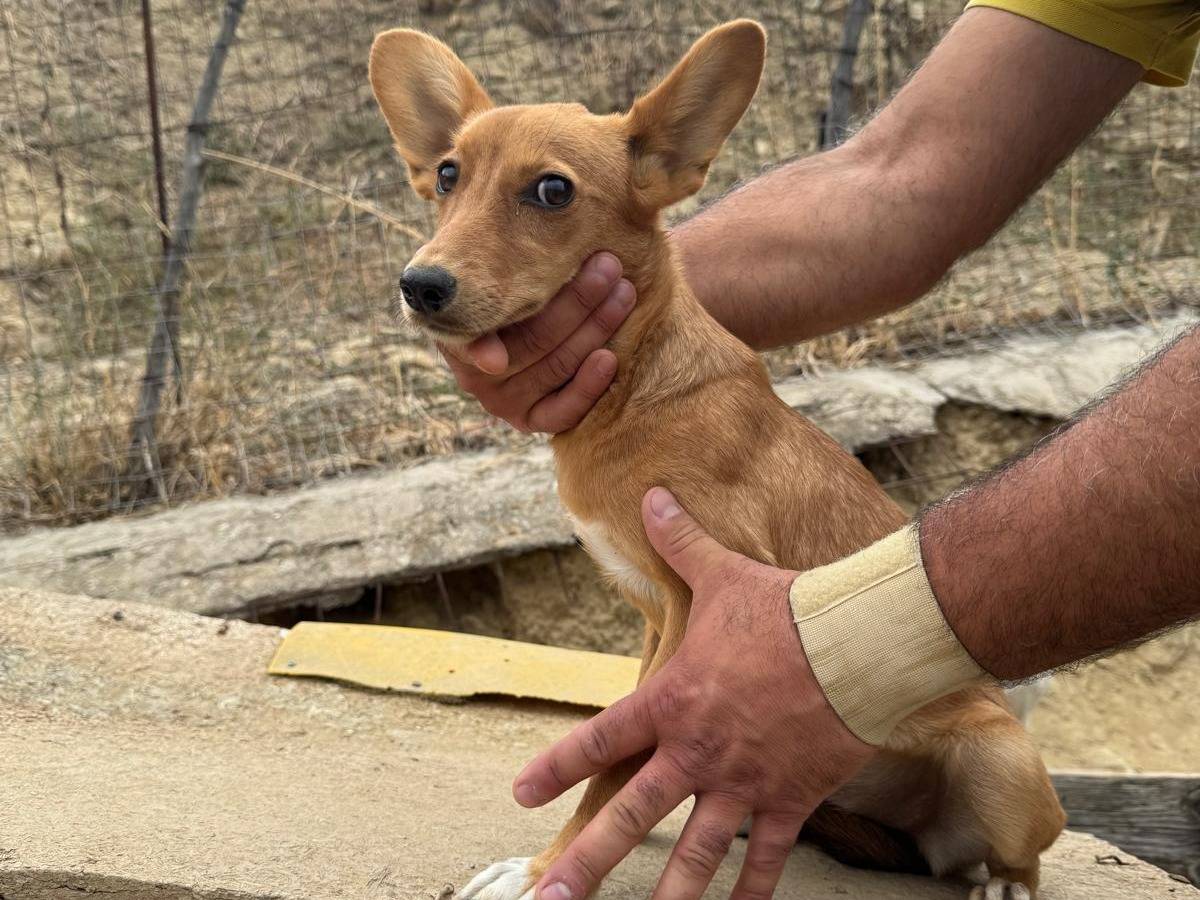 Adotta il cane TEYLA a Siracusa