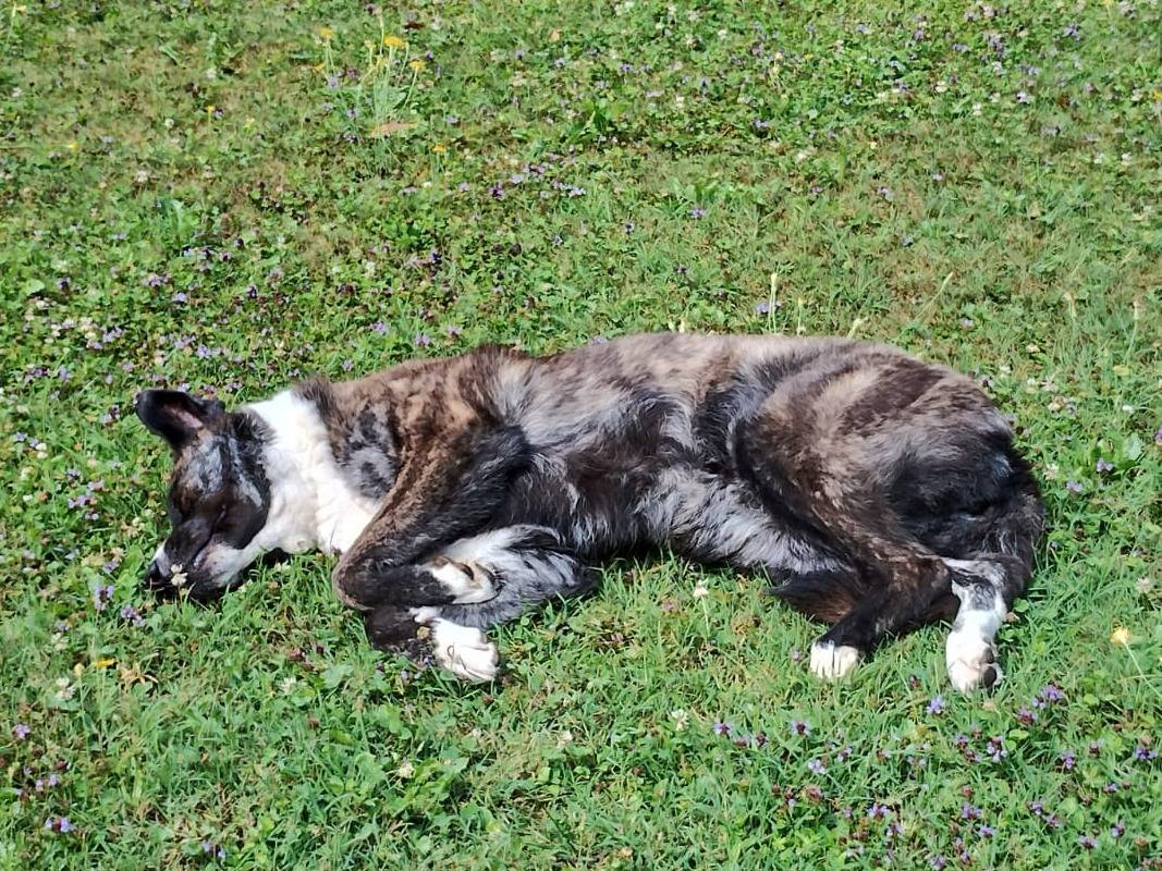 Adotta un cane, femmina, 7 anni e 7 mesi, Milano