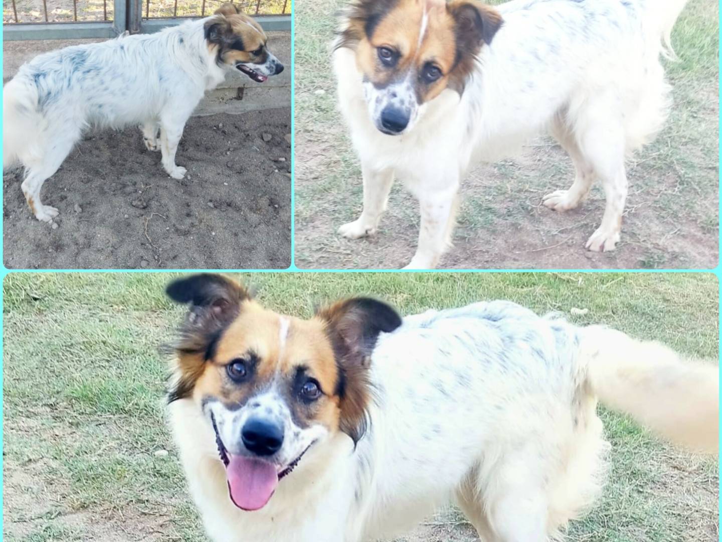 Adozione cane, maschio, Razza sconosciuta Razza sconosciuta, 11 mesi, taglia media contenuta, Milano
