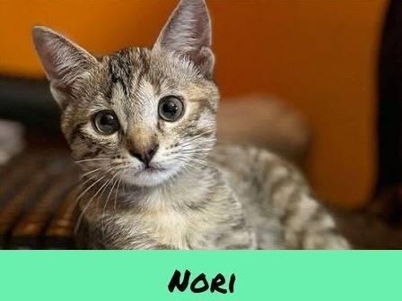 Adozione gatto, femmina, Razza sconosciuta Razza sconosciuta, 3 mesi, taglia non valida, Torino