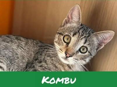 Adotta un gatto, femmina, 3 mesi, Torino