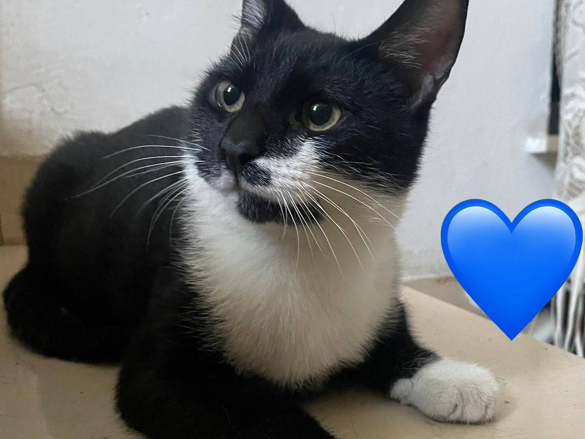 Adozione gatto, maschio, Razza sconosciuta Razza sconosciuta, 5 mesi, taglia non valida, Terni