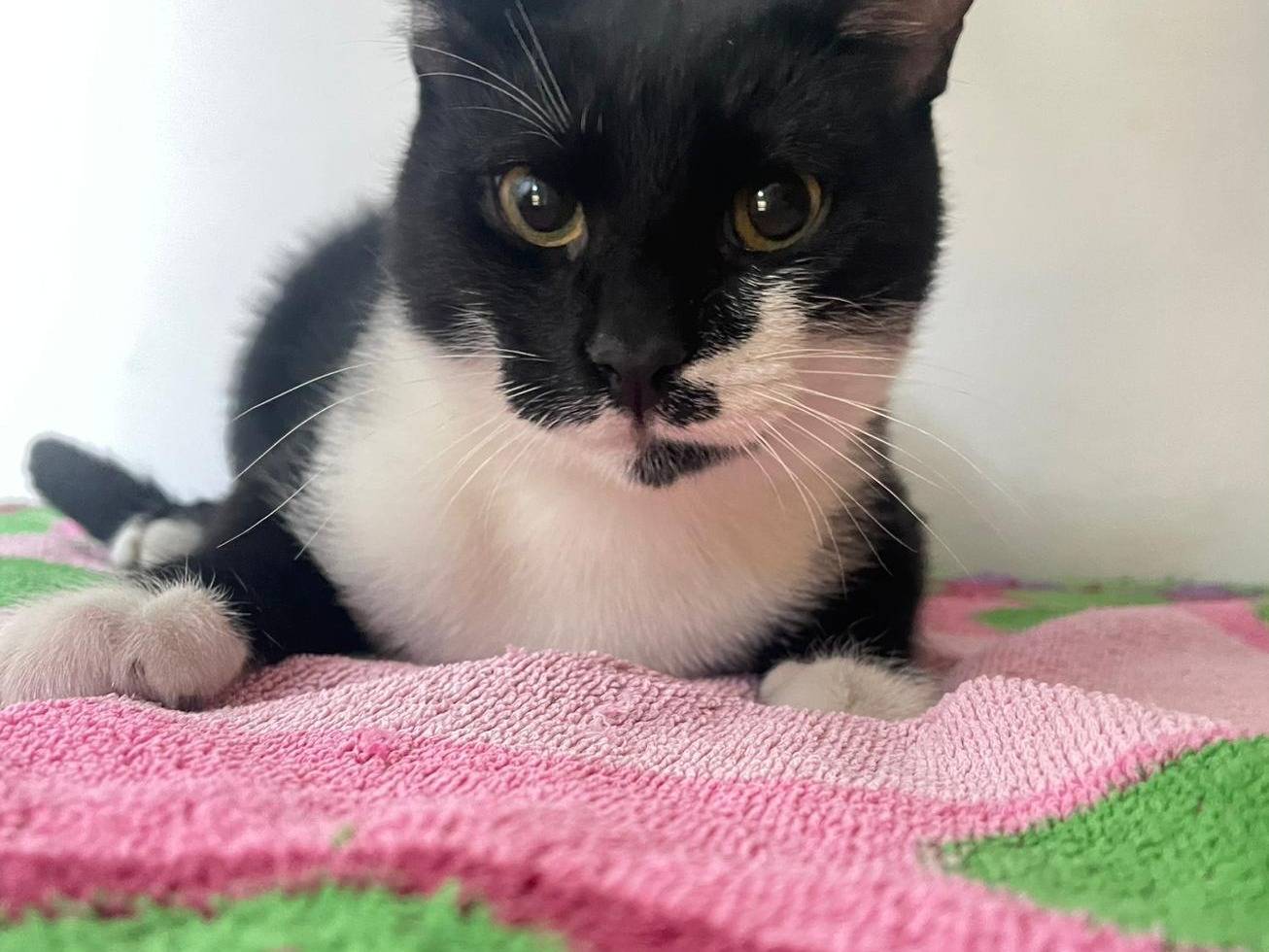 Adotta un gatto, maschio, 5 mesi, Terni