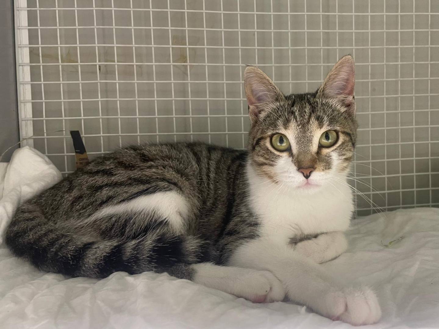 Adozione gatto, femmina, Razza sconosciuta Razza sconosciuta, 4 mesi, taglia non valida, Terni