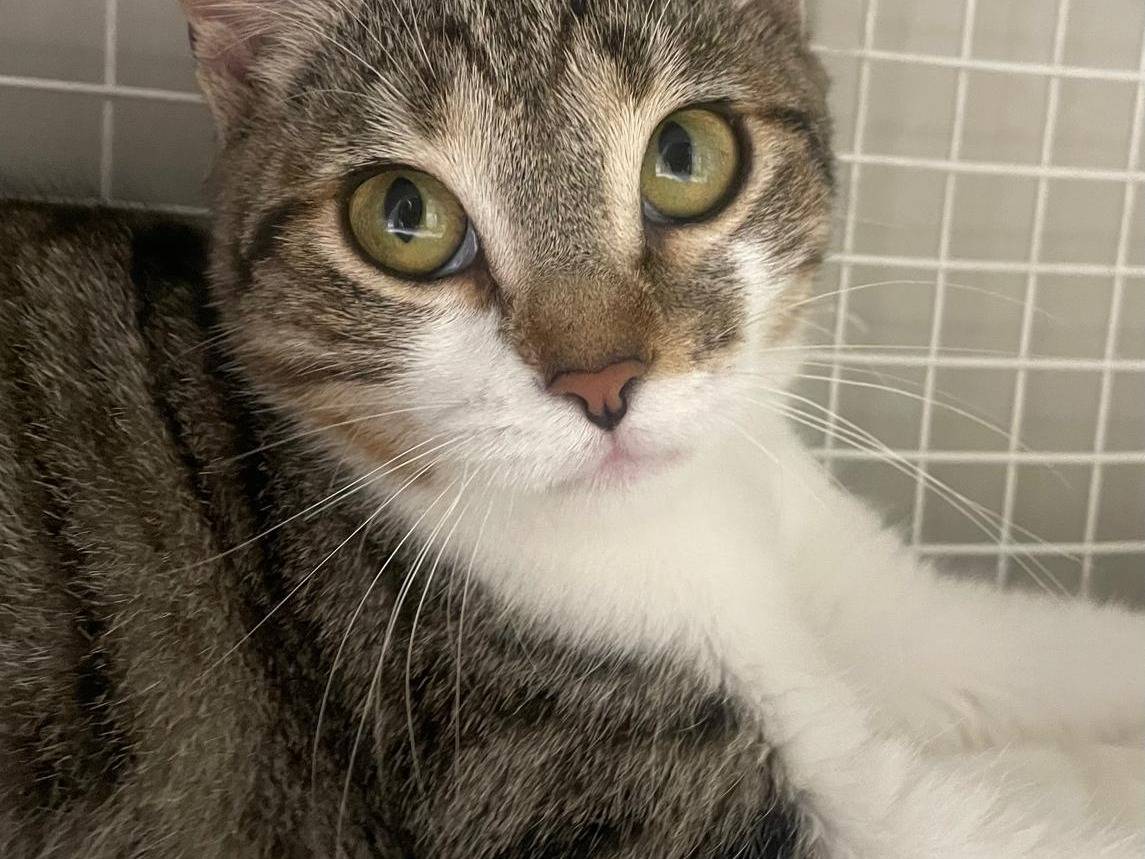 Adotta un gatto, femmina, 4 mesi, Terni