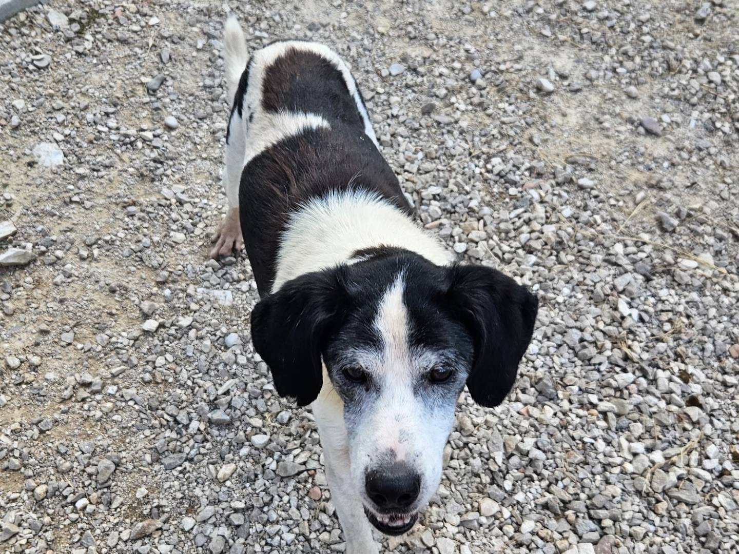 Adotta un cane, maschio, 15 anni e 5 mesi, Terni