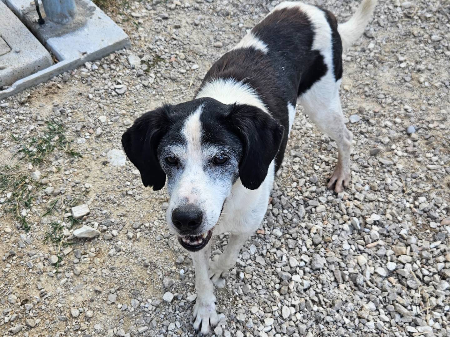 Adozione cane, maschio, Razza sconosciuta Razza sconosciuta, 15 anni e 5 mesi, taglia media, Terni