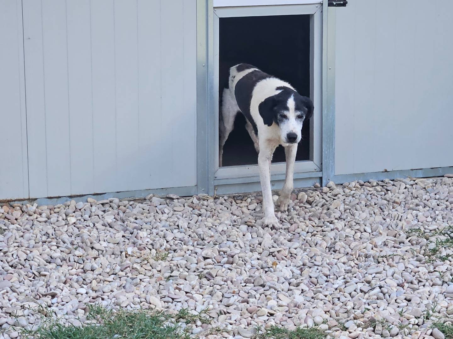 Vuoi adottare un cane a Terni?