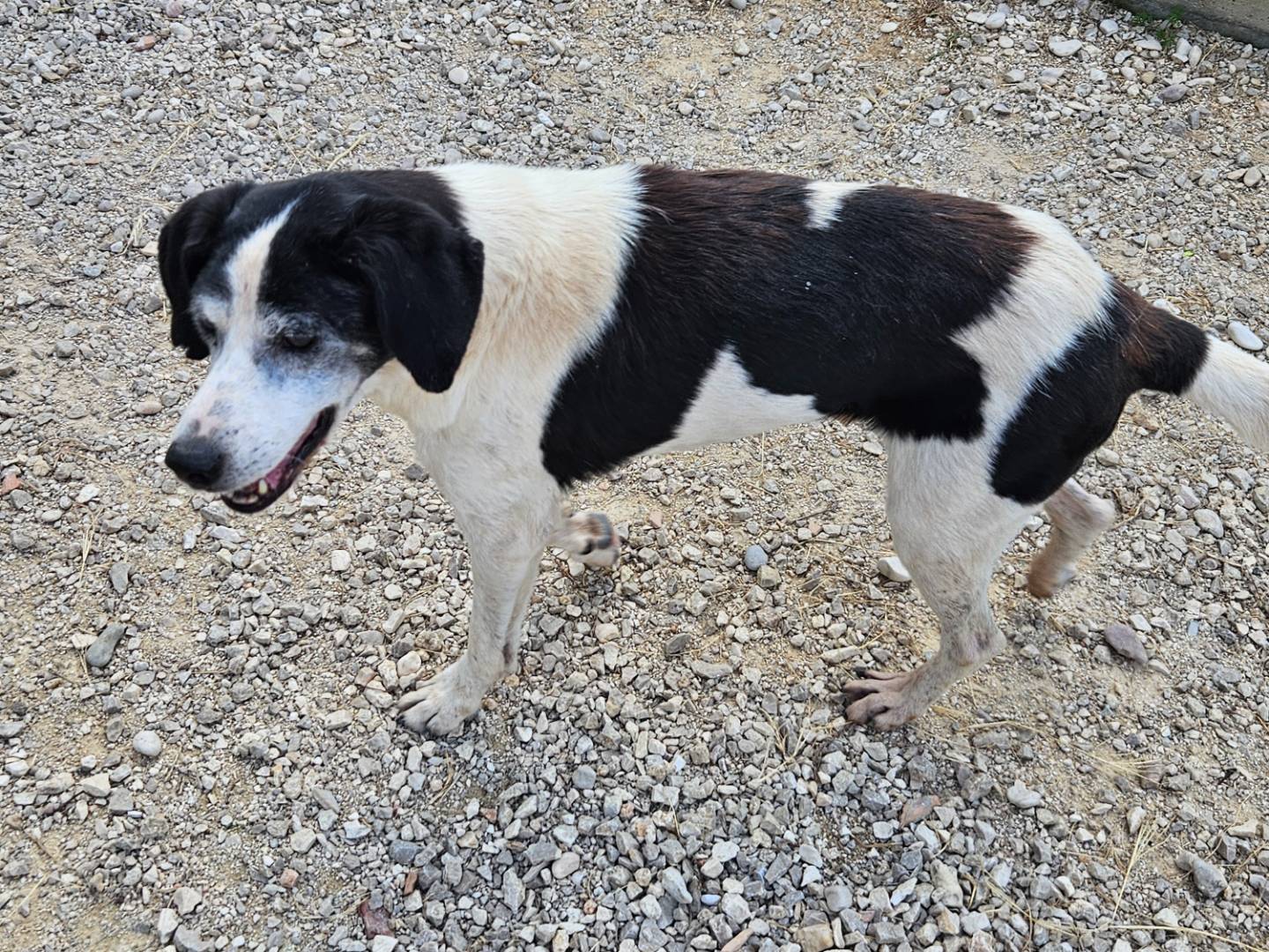 Adotta il cane Vico a Terni