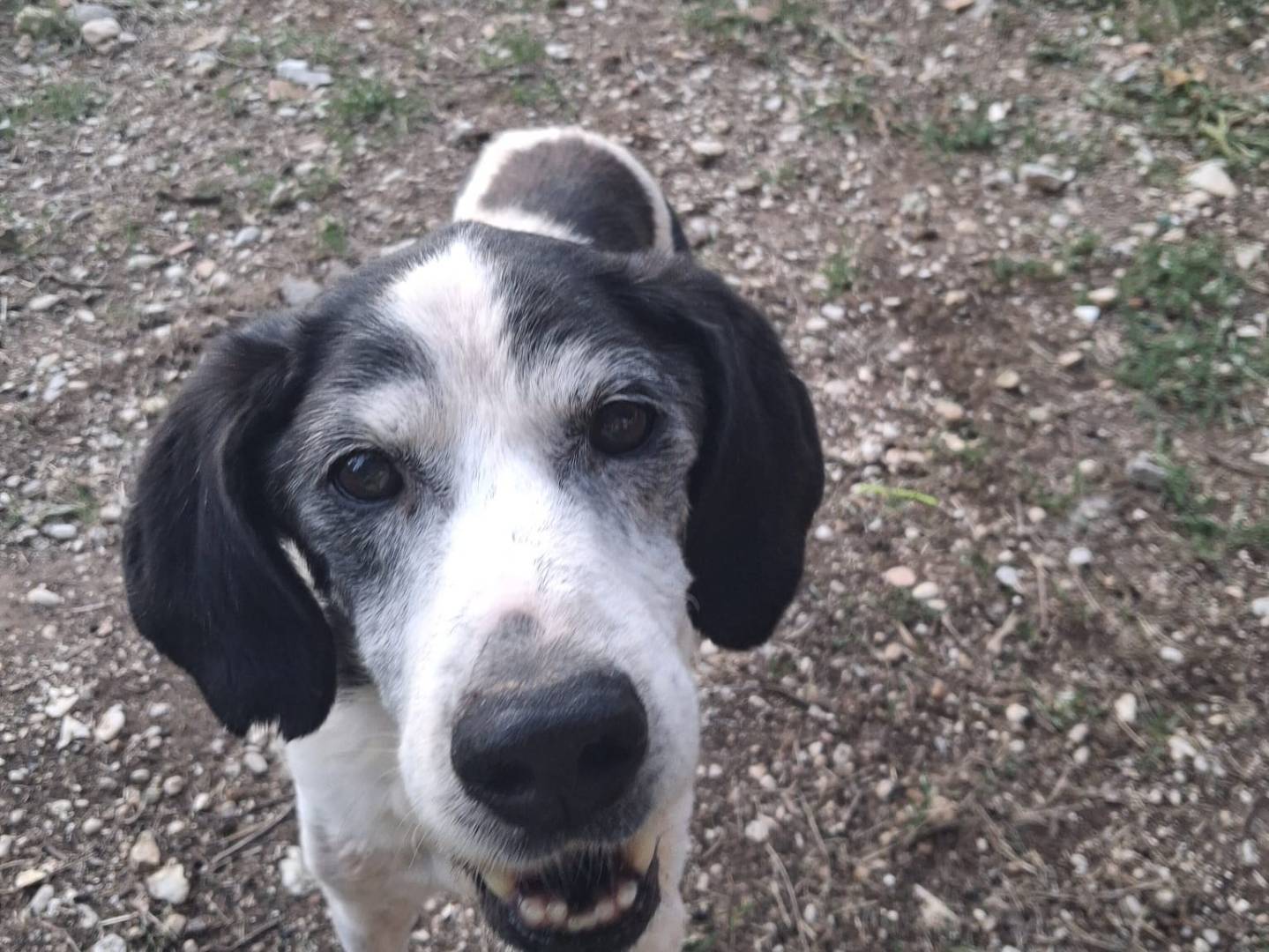Adotta un cane, taglia media, maschio, Terni