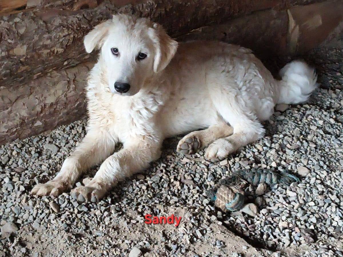 Adozione cane, femmina, Razza sconosciuta Razza sconosciuta, 5 mesi, taglia media, Crotone