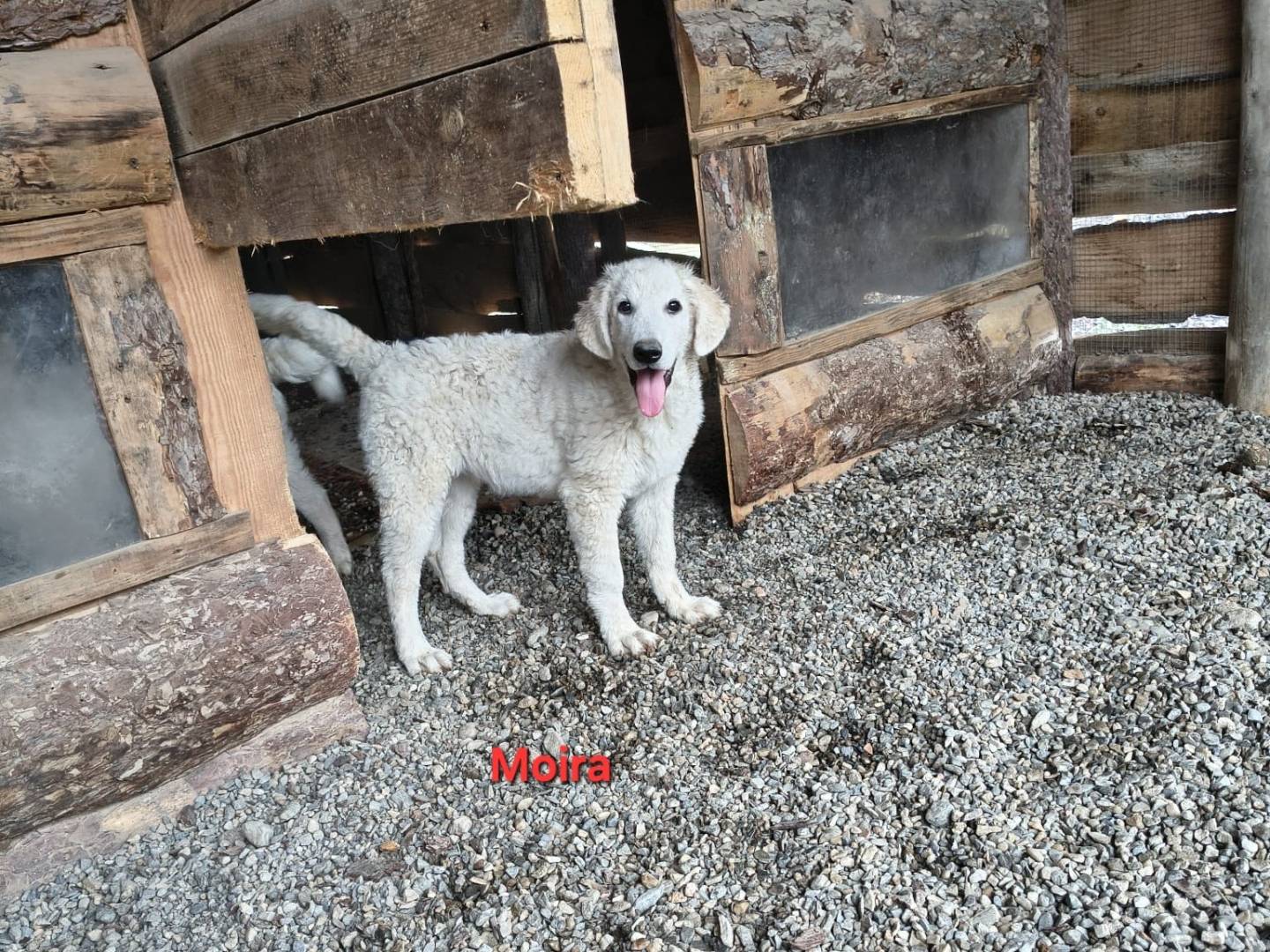Adozione cane, femmina, Razza sconosciuta Razza sconosciuta, 4 mesi, taglia media, Crotone