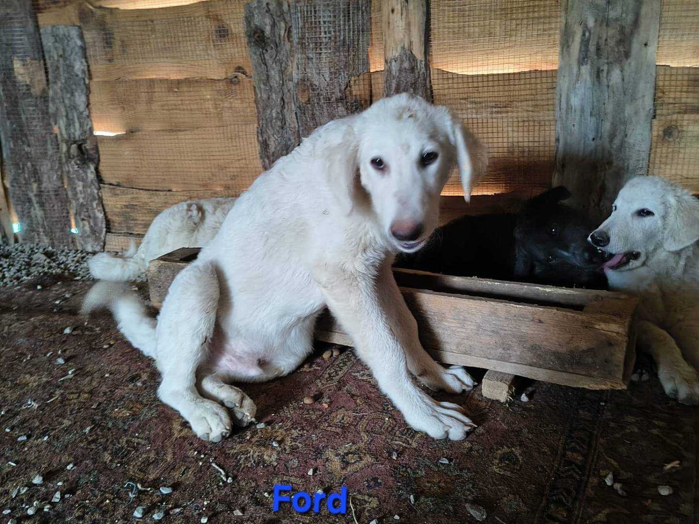 Adozione cane, maschio, Razza sconosciuta Razza sconosciuta, 5 mesi, taglia grande, Crotone