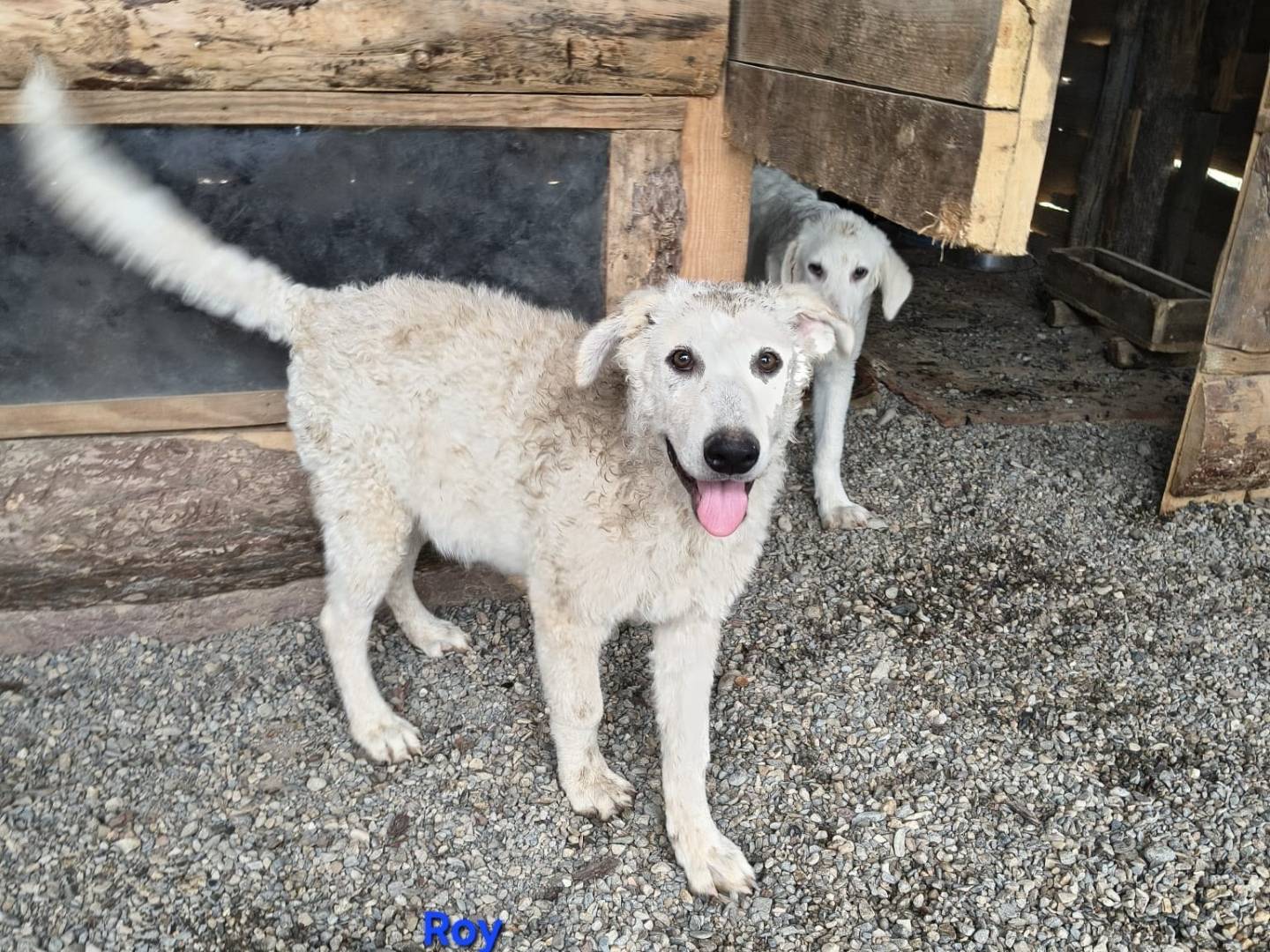 Adozione cane, maschio, Razza sconosciuta Razza sconosciuta, 5 mesi, taglia grande, Crotone