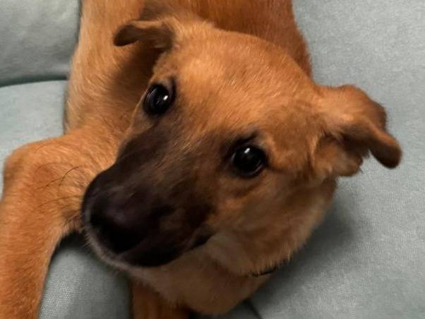 Adozione cane, maschio, Razza sconosciuta Razza sconosciuta, 5 mesi, taglia media contenuta, Crotone