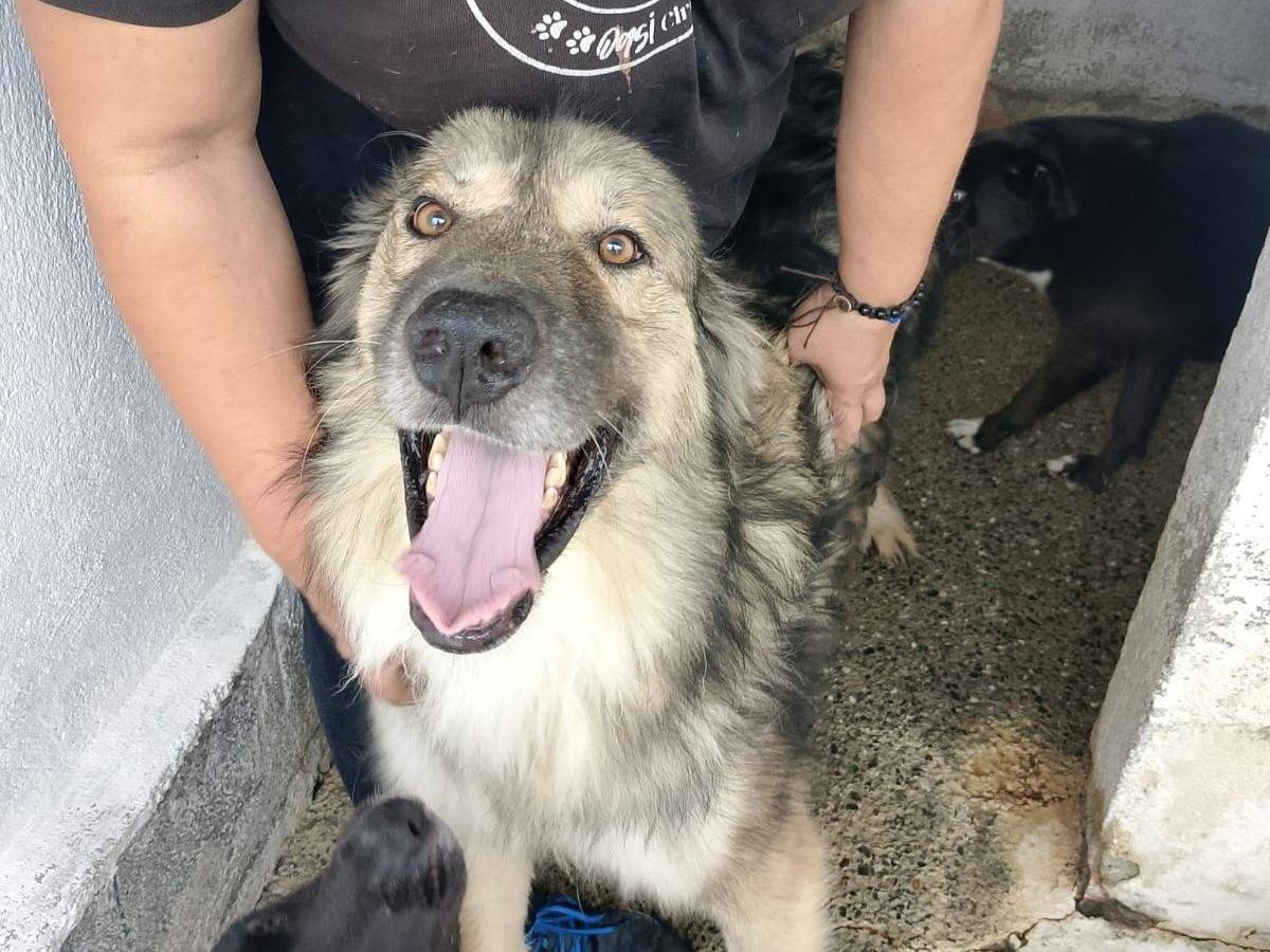 Adozione cane, maschio, Razza sconosciuta Razza sconosciuta, 2 anni e 10 mesi, taglia grande, Crotone