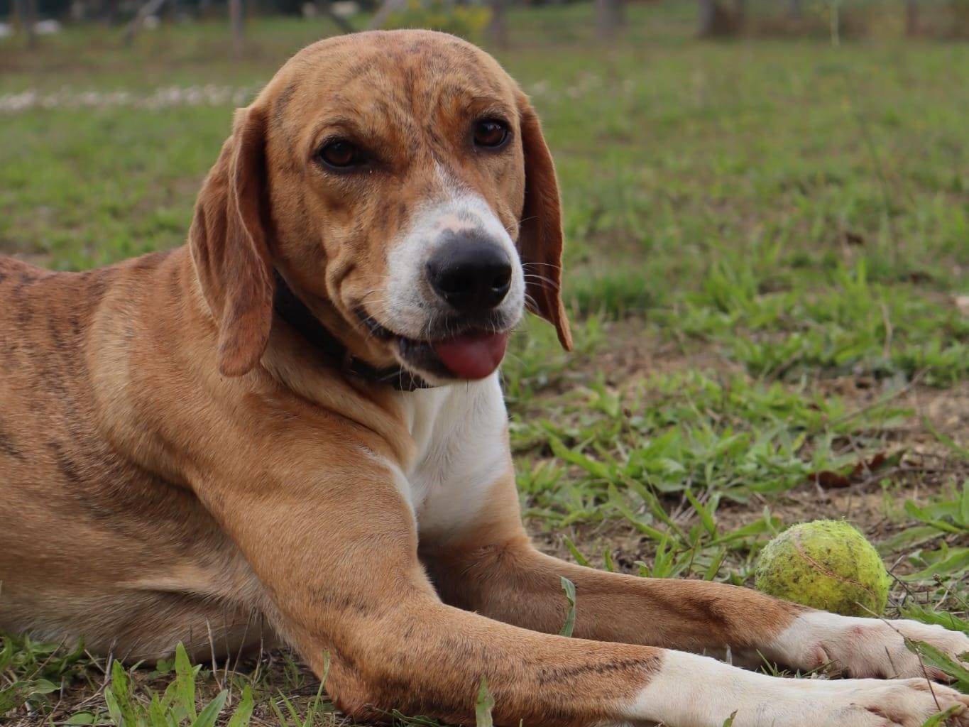 Adozione cane, maschio, Segugio Razza sconosciuta, 1 anno, taglia media contenuta, Pisa