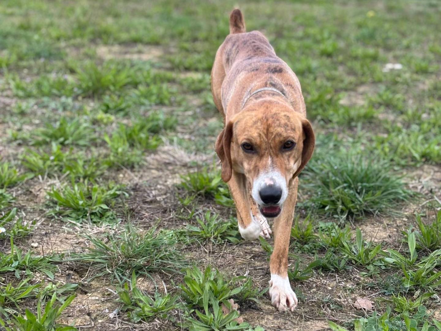 Adotta un cane, taglia media contenuta, maschio, Pisa