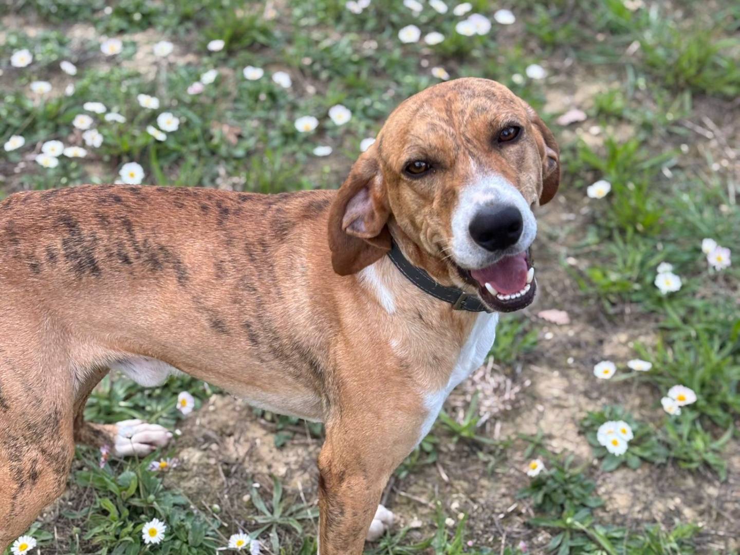 Vuoi adottare un cane a Pisa?