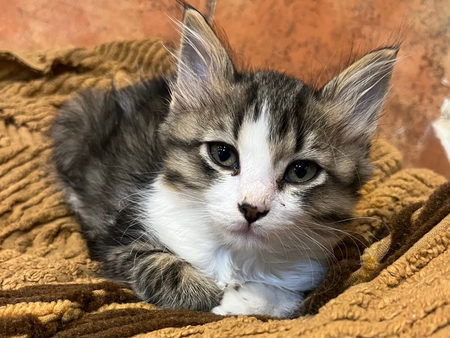 Adozione gatto, maschio, Razza sconosciuta Razza sconosciuta, 2 mesi, taglia non valida, Avellino