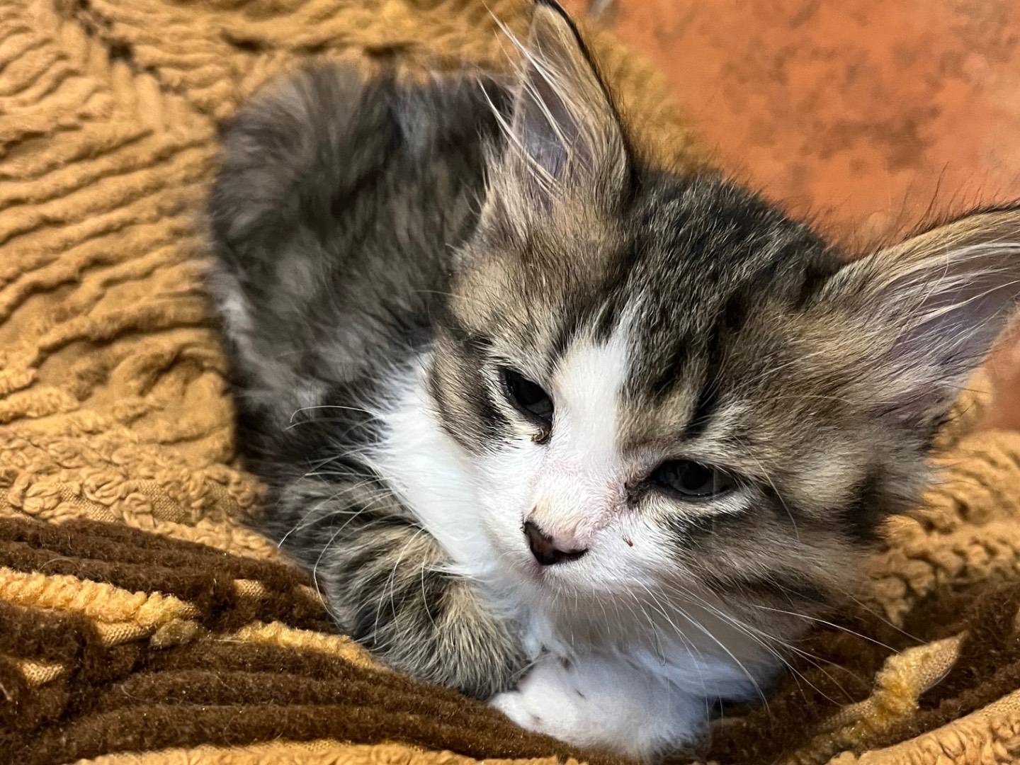 Adotta un gatto, maschio, 2 mesi, Avellino