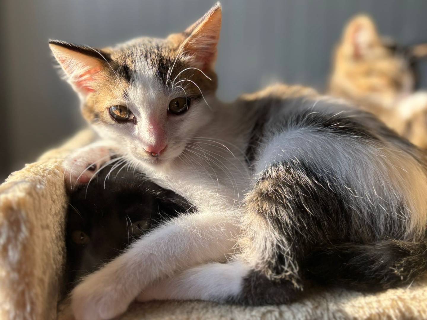 Adozione gatto, maschio, Razza sconosciuta Razza sconosciuta, 2 mesi, taglia non valida, Pisa