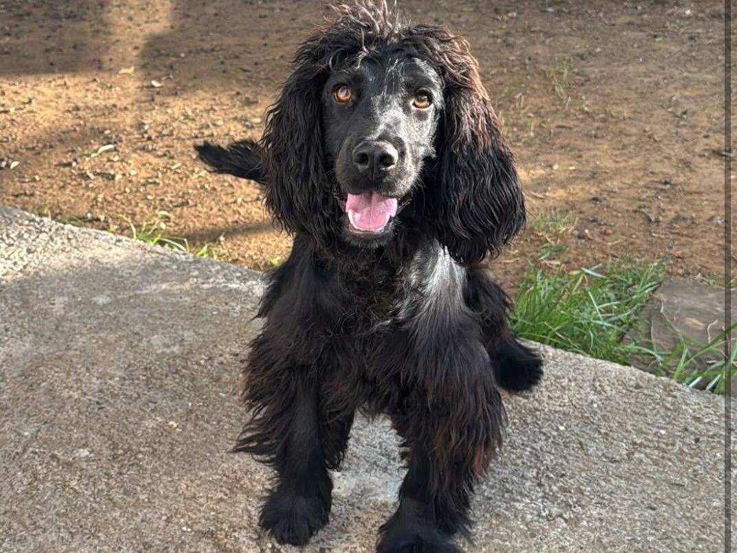 Adozione cane, maschio, Cocker Spaniel Razza sconosciuta, 1 anno e 4 mesi, taglia media contenuta, Pisa