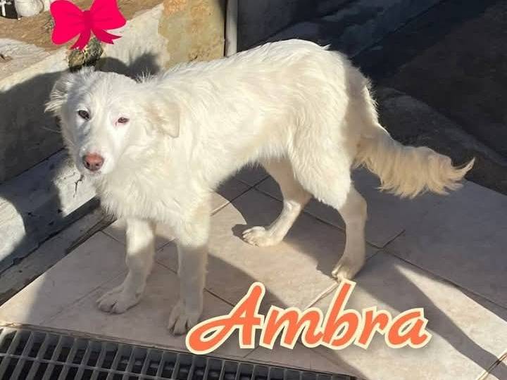 Adozione cane, femmina, Razza sconosciuta Razza sconosciuta, 1 anno e 1 mese, taglia media, Venezia