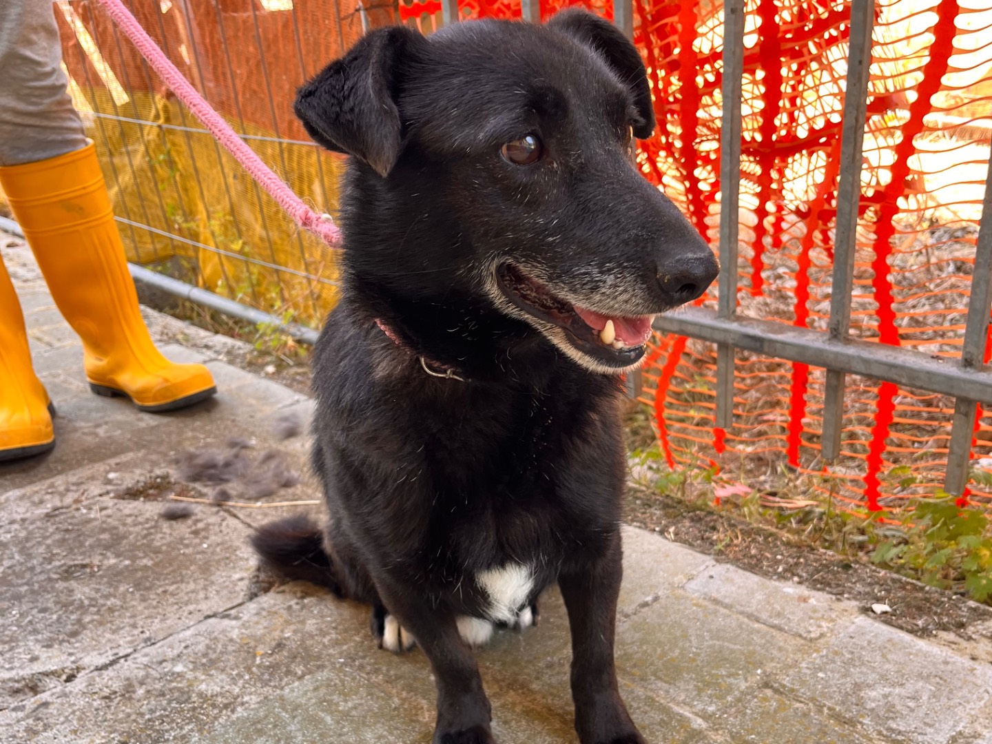 Adozione cane, maschio, Razza sconosciuta Razza sconosciuta, 7 anni e 1 mese, taglia media contenuta, Salerno