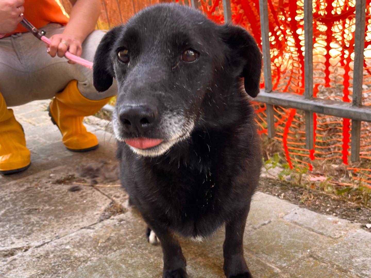 Adotta un cane, maschio, 7 anni e 1 mese, Salerno