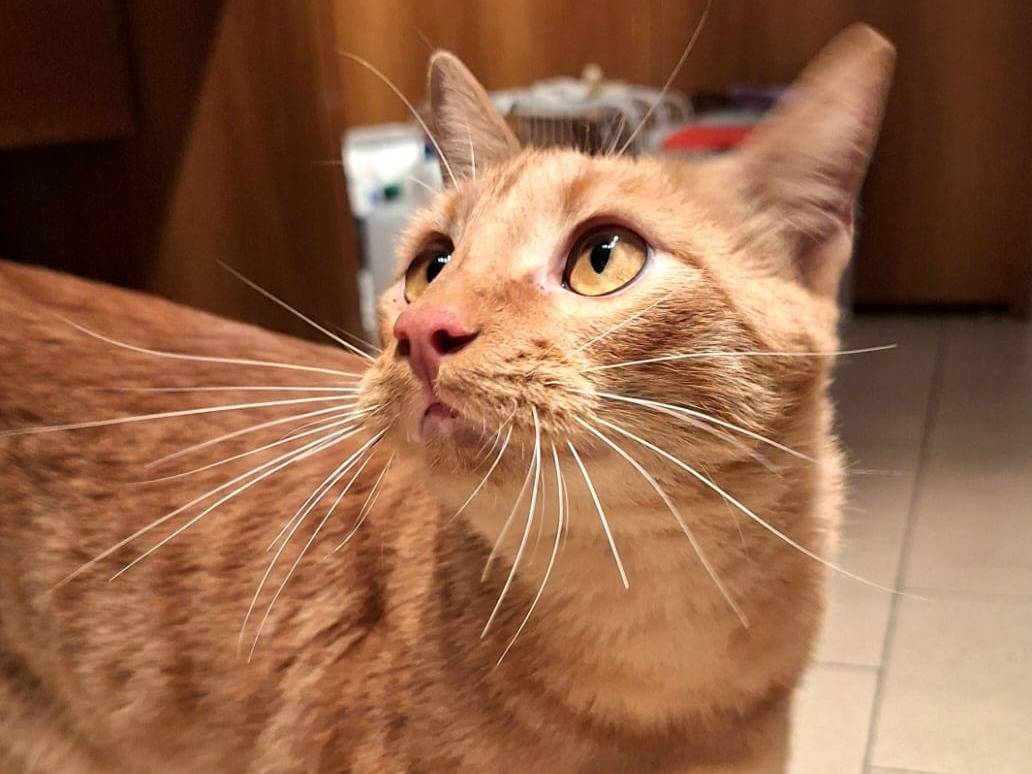 Adotta un gatto, maschio, 2 anni e 4 mesi, Bologna