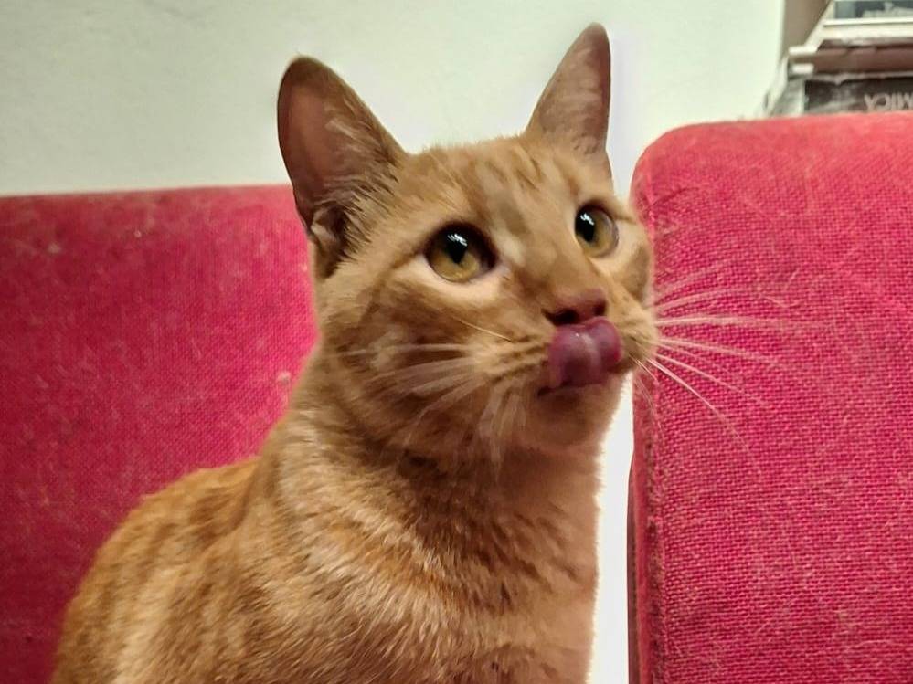Adotta un gatto, taglia non valida, maschio, Bologna