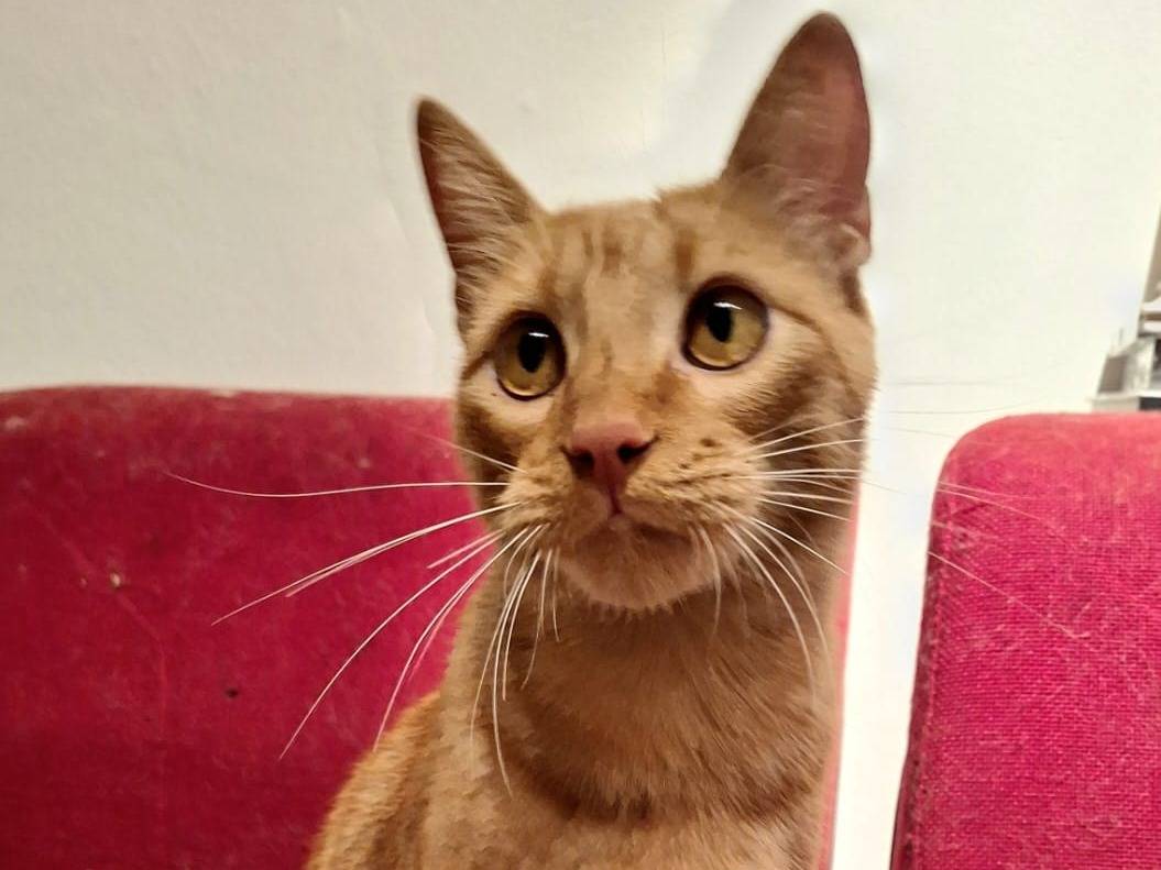 Vuoi adottare un gatto a Bologna?
