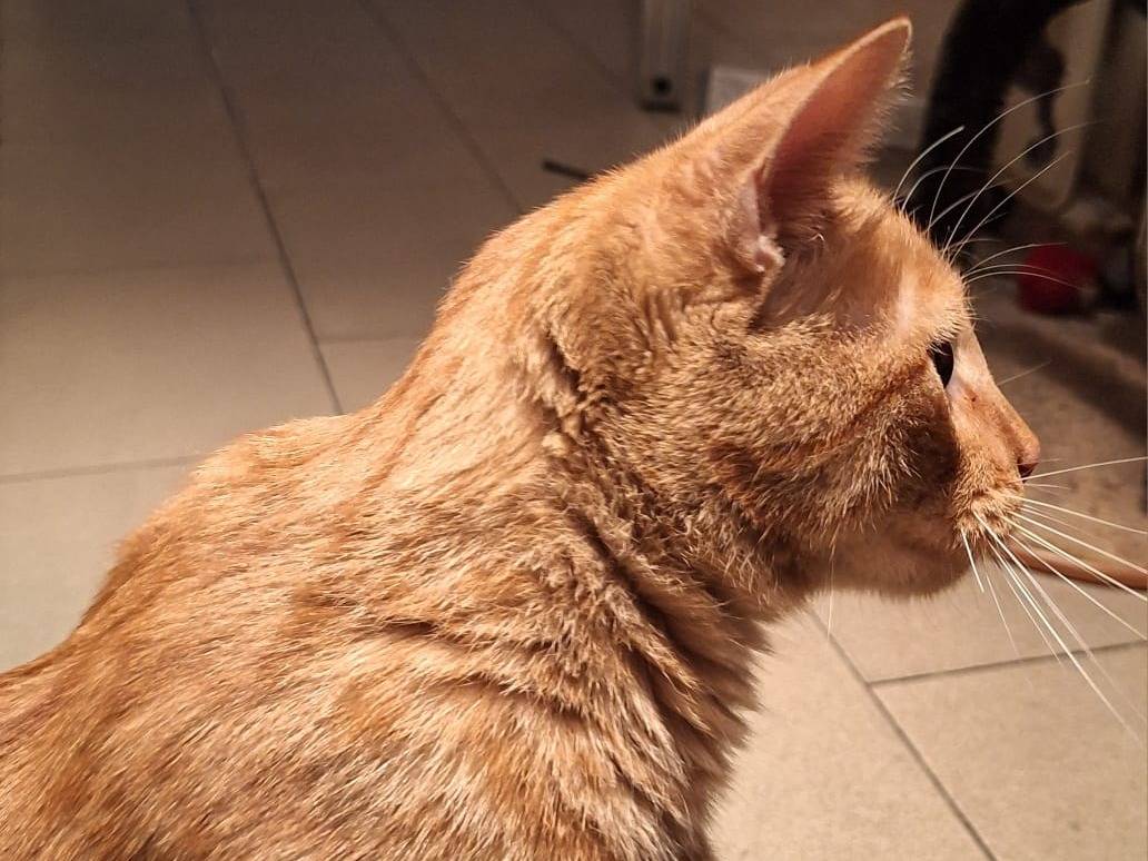 Adotta il gatto Matisse a Bologna