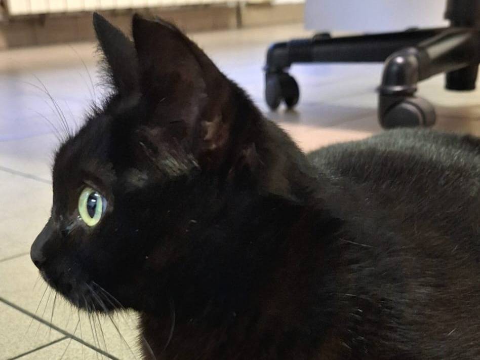 Adozione gatto, femmina, Razza sconosciuta Razza sconosciuta, 3 anni e 3 mesi, taglia non valida, Bologna