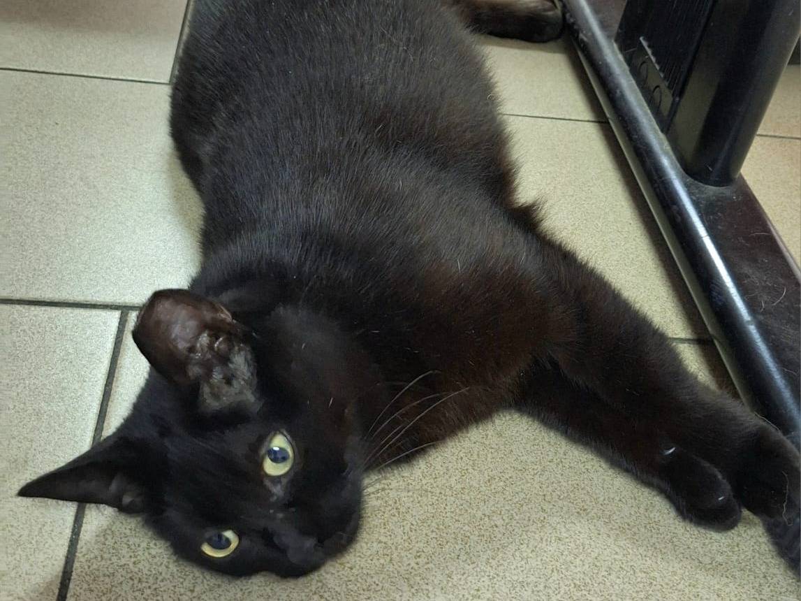 Adotta un gatto, femmina, 3 anni e 3 mesi, Bologna