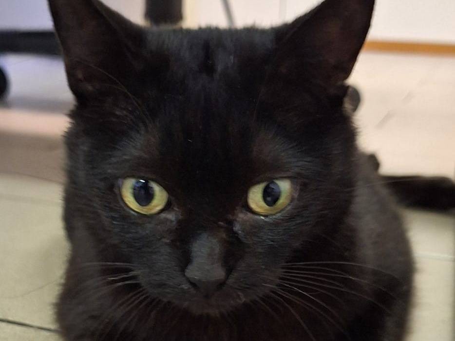 Adotta un gatto, taglia non valida, femmina, Bologna