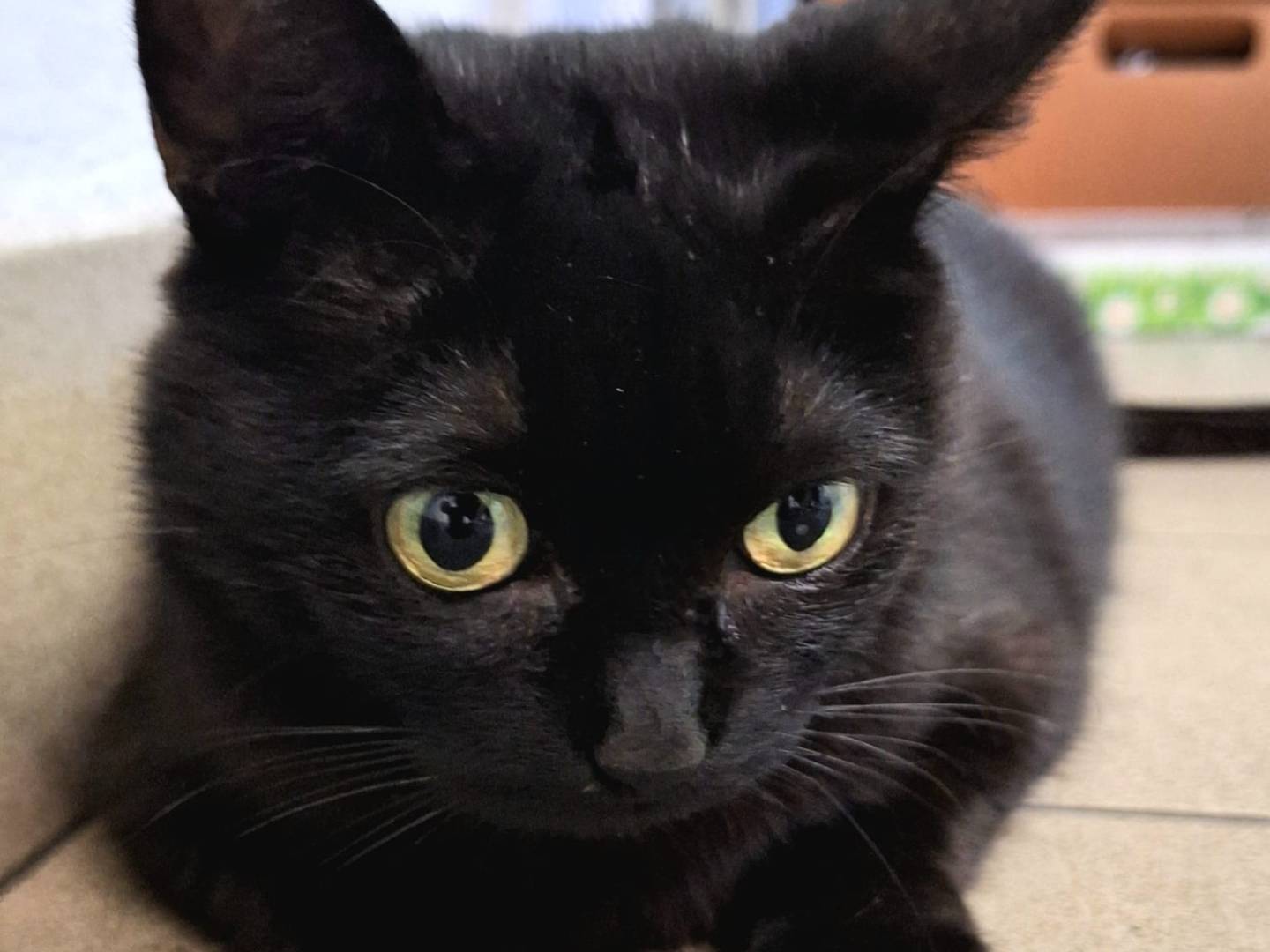 Vuoi adottare un gatto a Bologna?