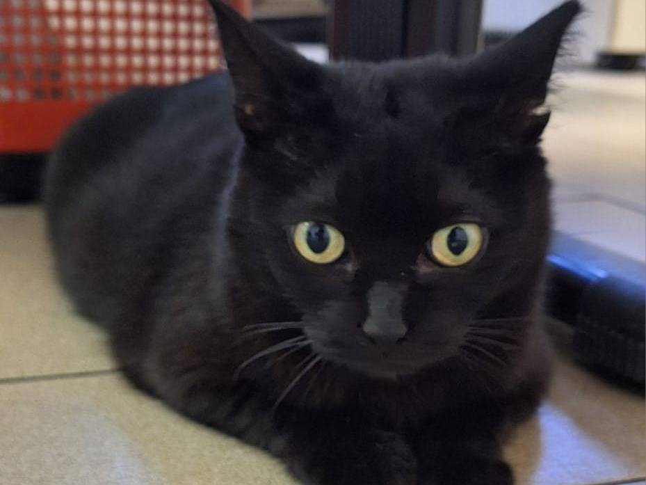 Adotta il gatto Liquirizia a Bologna