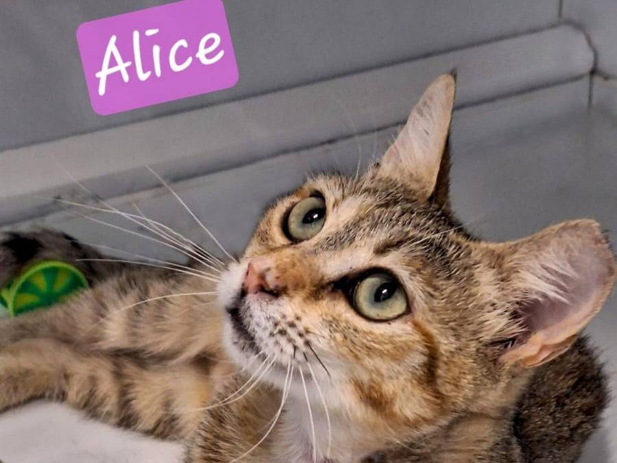 Adozione gatto, femmina, Razza sconosciuta Razza sconosciuta, 2 anni e 5 mesi, taglia non valida, Bologna