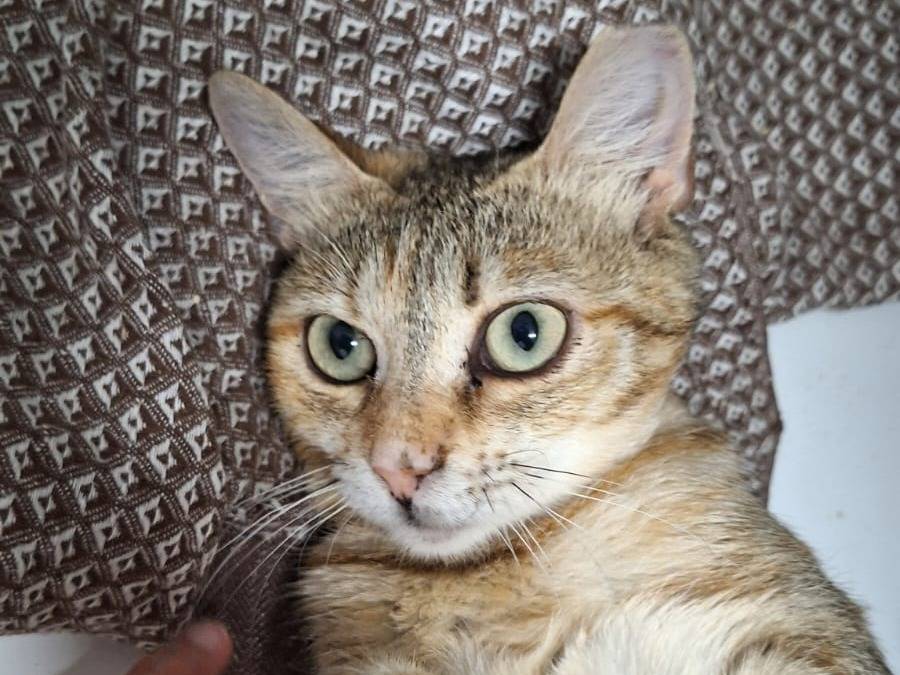 Adotta un gatto, femmina, 2 anni e 5 mesi, Bologna