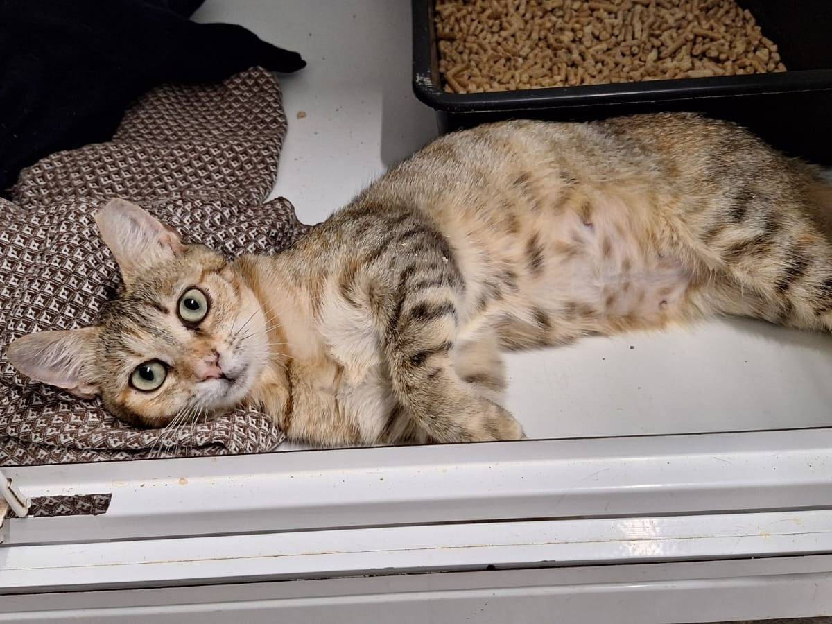 Adotta un gatto, taglia non valida, femmina, Bologna