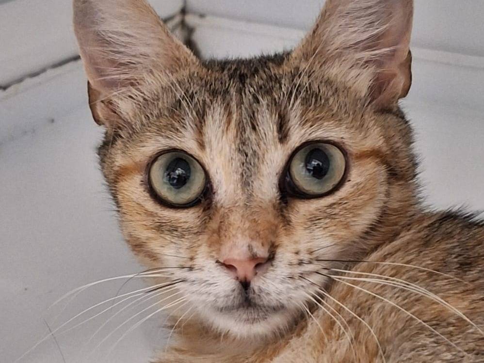 Vuoi adottare un gatto a Bologna?