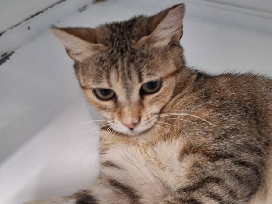 Adotta il gatto Alice a Bologna