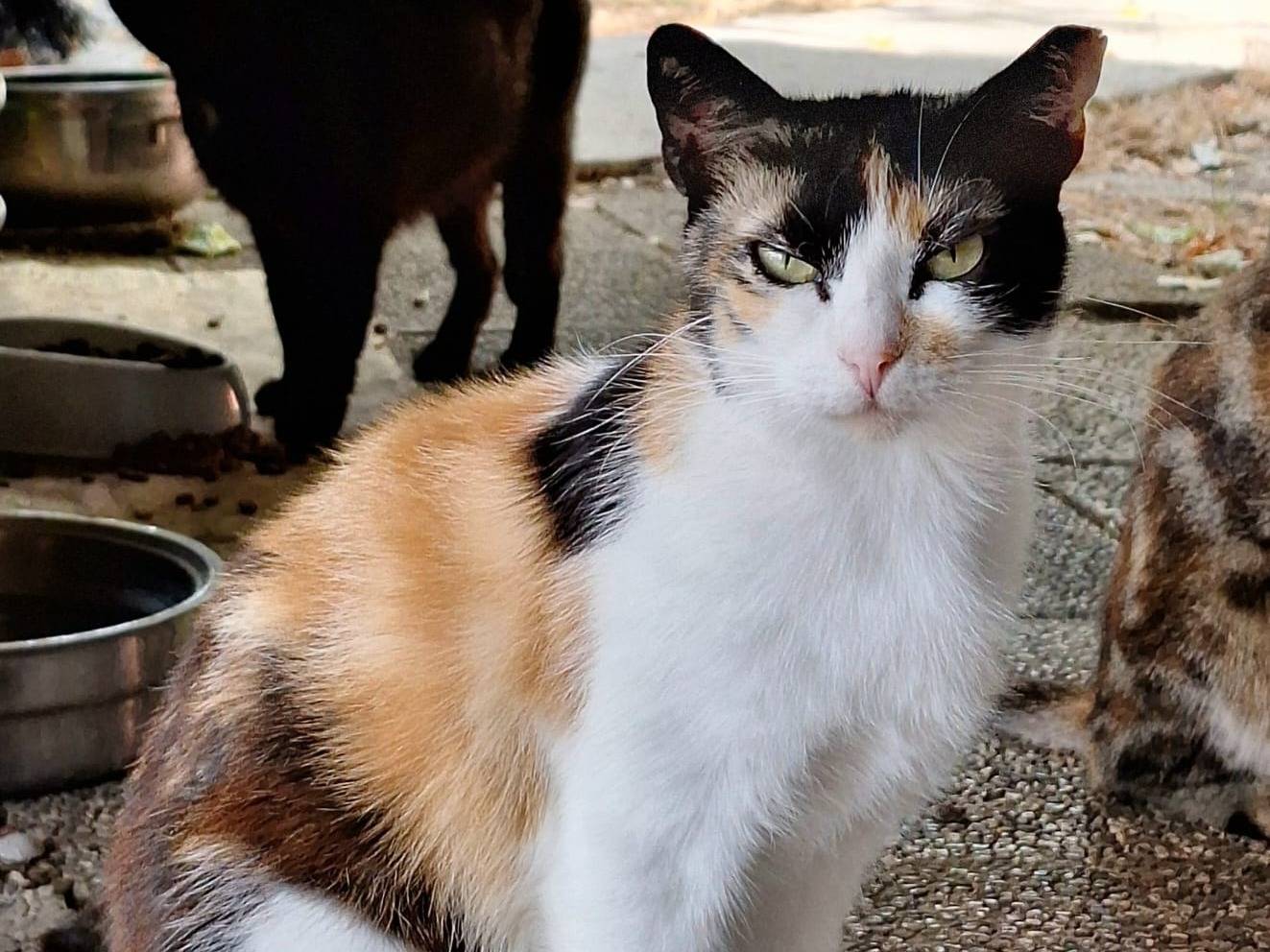 Adozione gatto, femmina, Razza sconosciuta Razza sconosciuta, 2 anni e 3 mesi, taglia non valida, Bologna